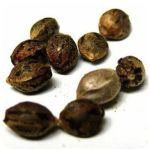 Семена марихуаны АК-47  (Seeds AK-47) в Махачкале